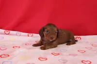 Ivy, a female Miniature Dachshund for sale in Topeka, IN – Photo 3 of 4
