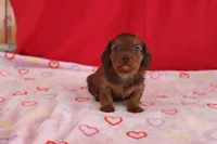 Ivy, a female Miniature Dachshund for sale in Topeka, IN – Photo 2 of 4