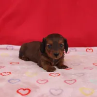 Ivan, a male Miniature Dachshund for sale in Topeka, IN – Photo 6 of 6