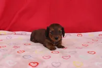 Ivan, a male Miniature Dachshund for sale in Topeka, IN – Photo 4 of 4