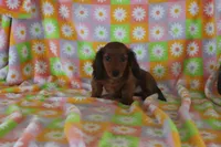 Ivan, a male Miniature Dachshund for sale in Topeka, IN – Photo 1 of 6