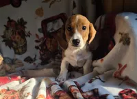 mitch, a male Miniature Dachshund for sale in Topeka, IN – 9 of 9