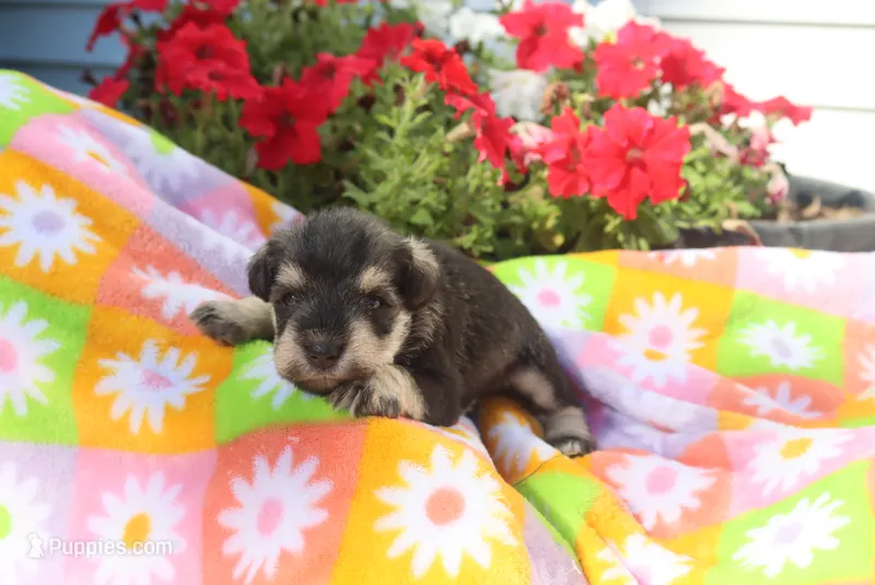 Lilla – Miniature Schnauzer puppy for sale in Topeka, IN