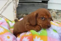 michelle, a female Miniature Dachshund for sale in Topeka, IN – 2 of 4