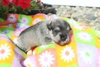 Landon, a male Miniature Schnauzer for sale in Topeka, IN – 3 of 3