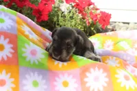 Lizzy, a female Miniature Schnauzer for sale in Topeka, IN – 3 of 3