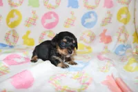 hawk, a male Miniature Dachshund for sale in Topeka, IN – Photo 2 of 3