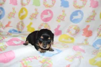 hawk, a male Miniature Dachshund for sale in Topeka, IN – Photo 3 of 3
