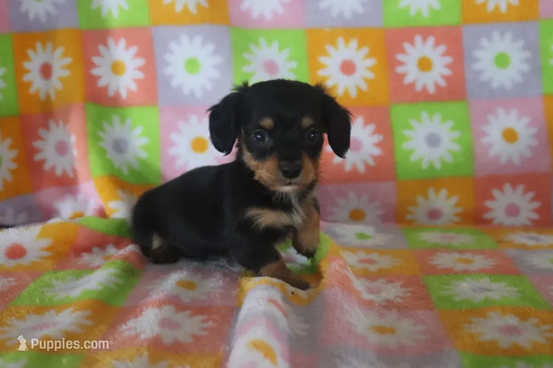 hawk – Miniature Dachshund puppy for sale in Topeka, IN