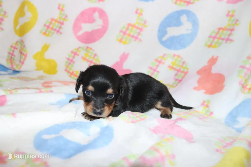 hawk – Miniature Dachshund puppy for sale in Topeka, IN