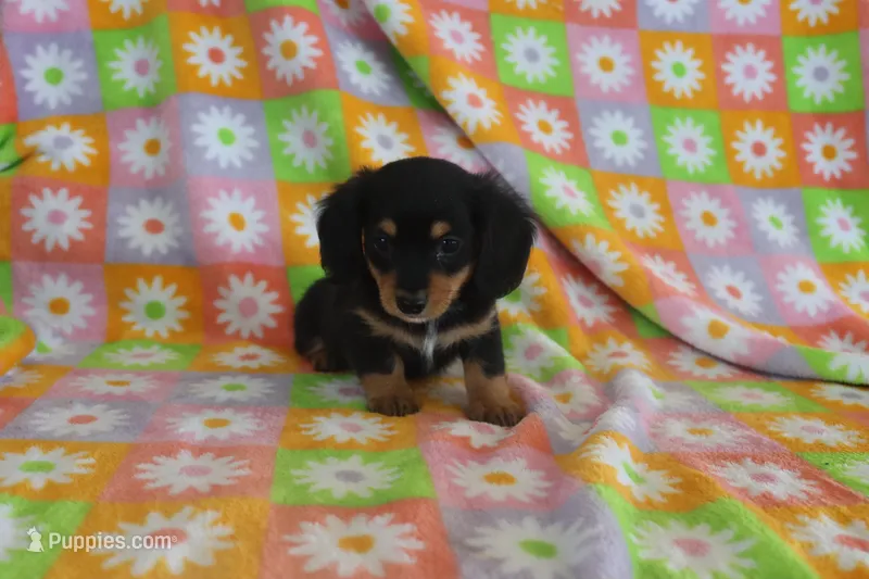 hawk – Miniature Dachshund puppy for sale in Topeka, IN