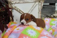 mitch, a male Miniature Dachshund for sale in Topeka, IN – 6 of 6