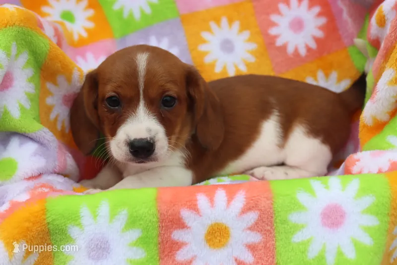 mitch – Miniature Dachshund puppy for sale in Topeka, IN