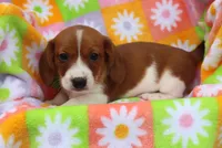 mitch, a male Miniature Dachshund for sale in Topeka, IN – 2 of 9