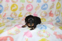 hayden, a male Miniature Dachshund for sale in Topeka, IN – Photo 3 of 4