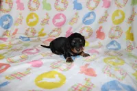 hayden, a male Miniature Dachshund for sale in Topeka, IN – Photo 4 of 4