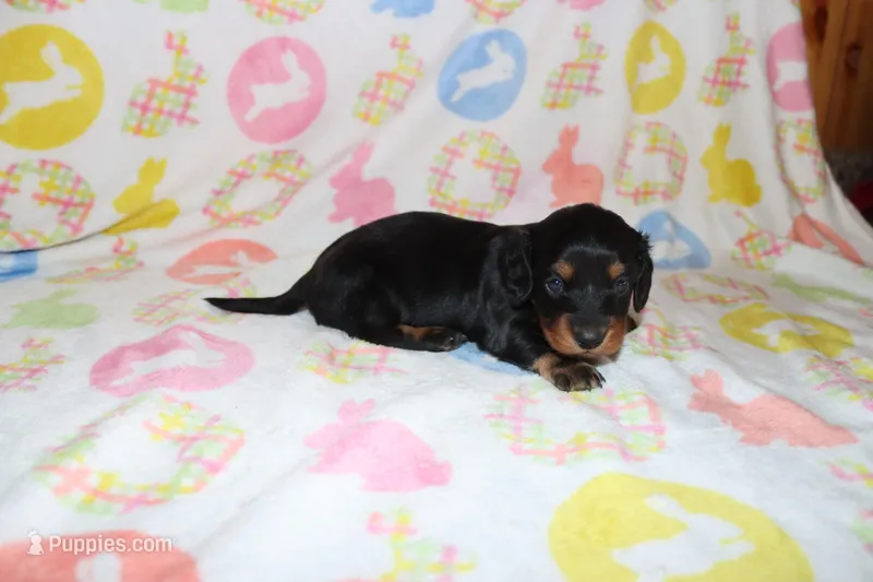 hayden – Miniature Dachshund puppy for sale in Topeka, IN