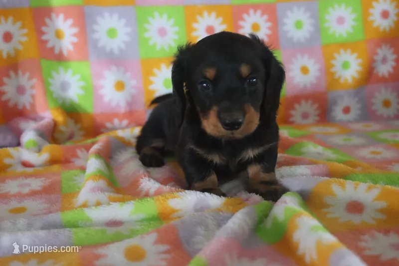 hayden – Miniature Dachshund puppy for sale in Topeka, IN
