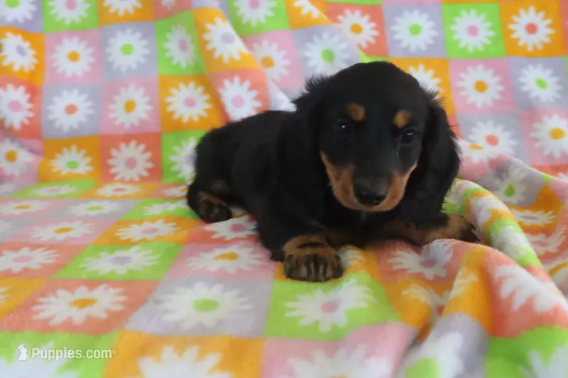 hayden – Miniature Dachshund puppy for sale in Topeka, IN