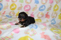 hayden, a male Miniature Dachshund for sale in Topeka, IN – Photo 2 of 4