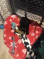 Buckey, a male Schnoodle for sale in Fuquay-Varina, NC – 3 of 3