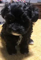 Buckey, a male Schnoodle for sale in Fuquay-Varina, NC – 2 of 3