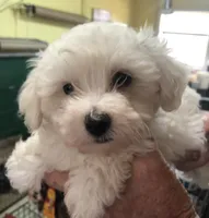 processed/84ed52d7-318d-4d0f-a424-07c4a003bf93/listing/a53ad8cf-b200-43ce-aaf0-423b835b64f7/f25f014b-d962-4108-8f19-ed39235cefb3