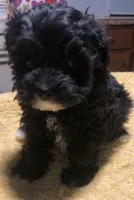 Buckey, a male Schnoodle for sale in Fuquay-Varina, NC – 1 of 3