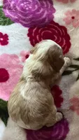 Gaston NY AKC MALE , a male Cavalier King Charles Spaniel for sale in Binghamton, NY – 2 of 2