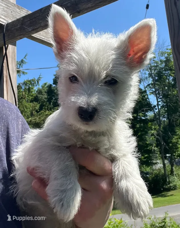 Gorgeous George AKC New York  – West Highland White Terrier puppy for sale in Binghamton, NY