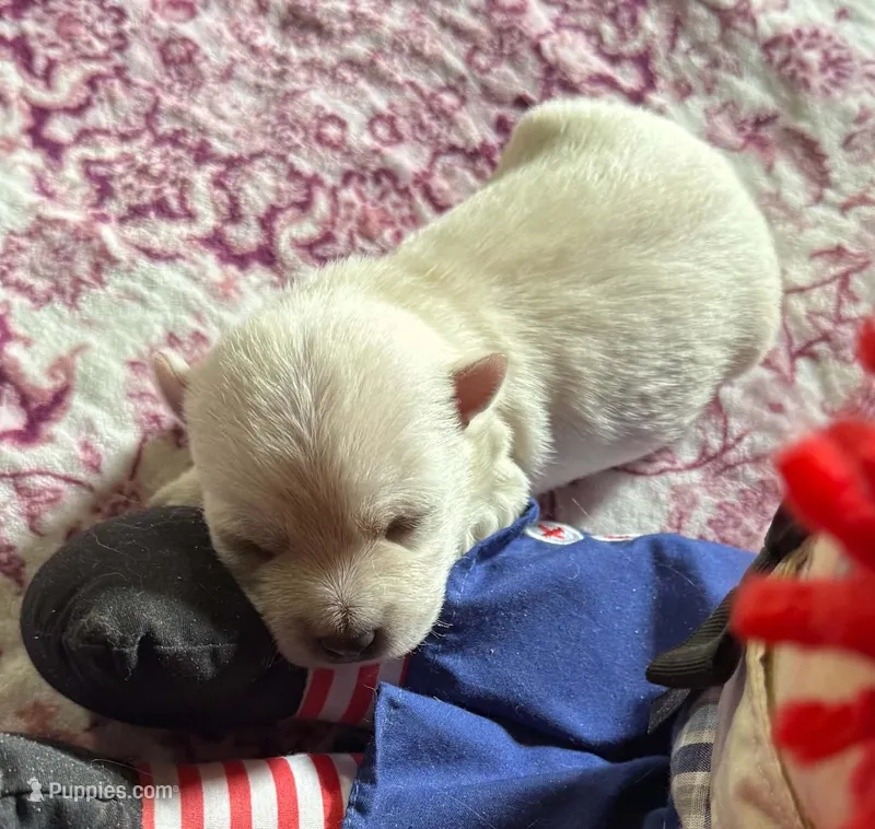 Gorgeous George AKC New York  – West Highland White Terrier puppy for sale in Binghamton, NY