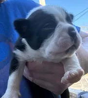 Tinker Belle , a male Boston Terrier for sale in Binghamton, NY – 4 of 4