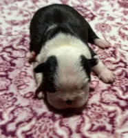 Simone New York AKC , a male Boston Terrier for sale in Binghamton, NY – 3 of 3