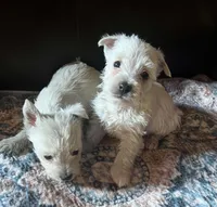 Beautiful Betty AKC New York , a female West Highland White Terrier for sale in Binghamton, NY – 3 of 3