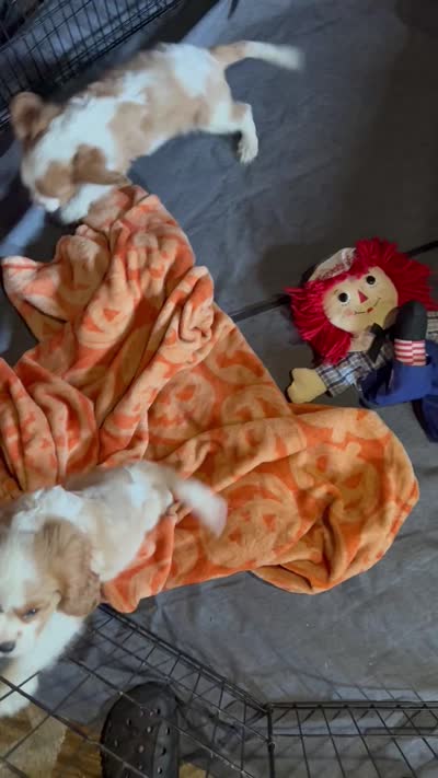 Dexter NY AKC MALE , a male Cavalier King Charles Spaniel for sale in Binghamton, NY – 3 of 3