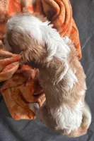 Dexter NY AKC MALE , a male Cavalier King Charles Spaniel for sale in Binghamton, NY – 2 of 3