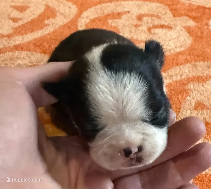 Peter  AKC NY  – Boston Terrier puppy for sale in Binghamton, NY