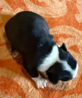 Peter  AKC NY , a male Boston Terrier for sale in Binghamton, NY – 3 of 3