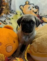 Male pug, AKC NY, a male Pug for sale in Binghamton, NY – 1 of 2