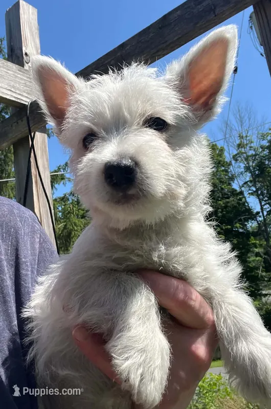 Beautiful Betty AKC New York  – West Highland White Terrier puppy for sale in Binghamton, NY