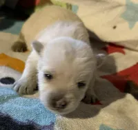 Fiona AKC NEW YORK, a female West Highland White Terrier for sale in Binghamton, NY – Photo 1 of 2