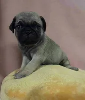 Male pug, AKC NY, a male Pug for sale in Binghamton, NY – 2 of 2