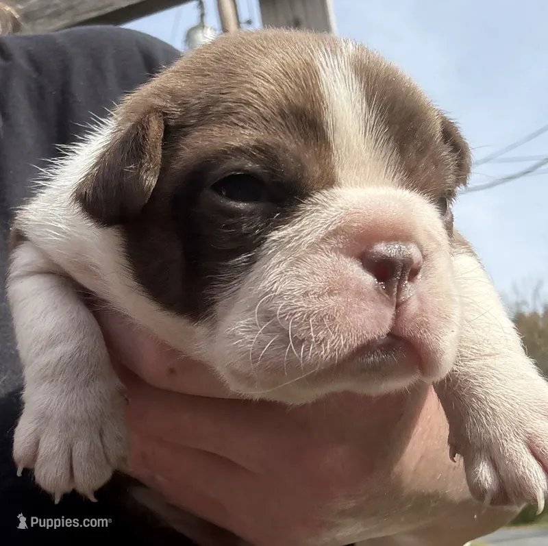 Gary  New York, AKC  – Boston Terrier puppy for sale in Binghamton, NY