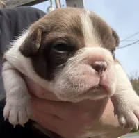 Gary  New York, AKC , a male Boston Terrier for sale in Binghamton, NY – 1 of 4