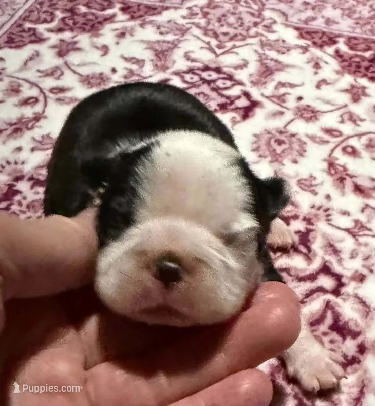 Simone New York AKC  – Boston Terrier puppy for sale in Binghamton, NY