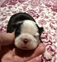 Simone New York AKC , a male Boston Terrier for sale in Binghamton, NY – 1 of 3
