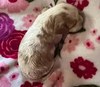 Tulip, AKC, NY female , a female Cavalier King Charles Spaniel for sale in Binghamton, NY – 2 of 3