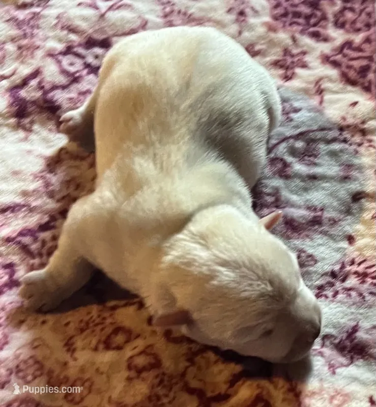 Gorgeous George AKC New York  – West Highland White Terrier puppy for sale in Binghamton, NY