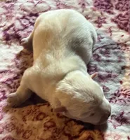 Gorgeous George AKC New York , a male West Highland White Terrier for sale in Binghamton, NY – 1 of 2