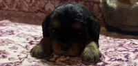 Brutus  AKC  NY, a male Cavalier King Charles Spaniel for sale in Binghamton, NY – Photo 2 of 5